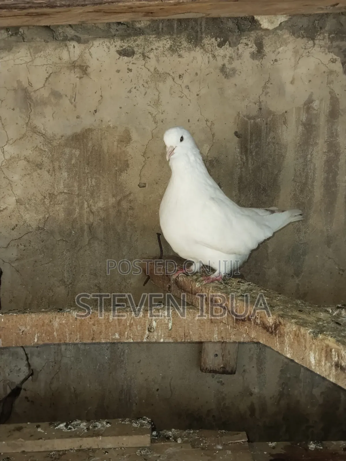French Mondane Pigeons