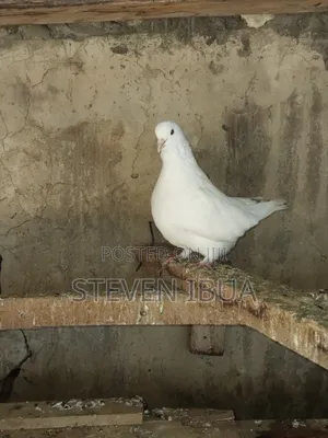 French Mondane Pigeons