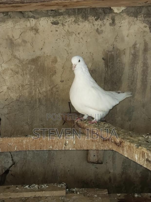 French Mondane Pigeons