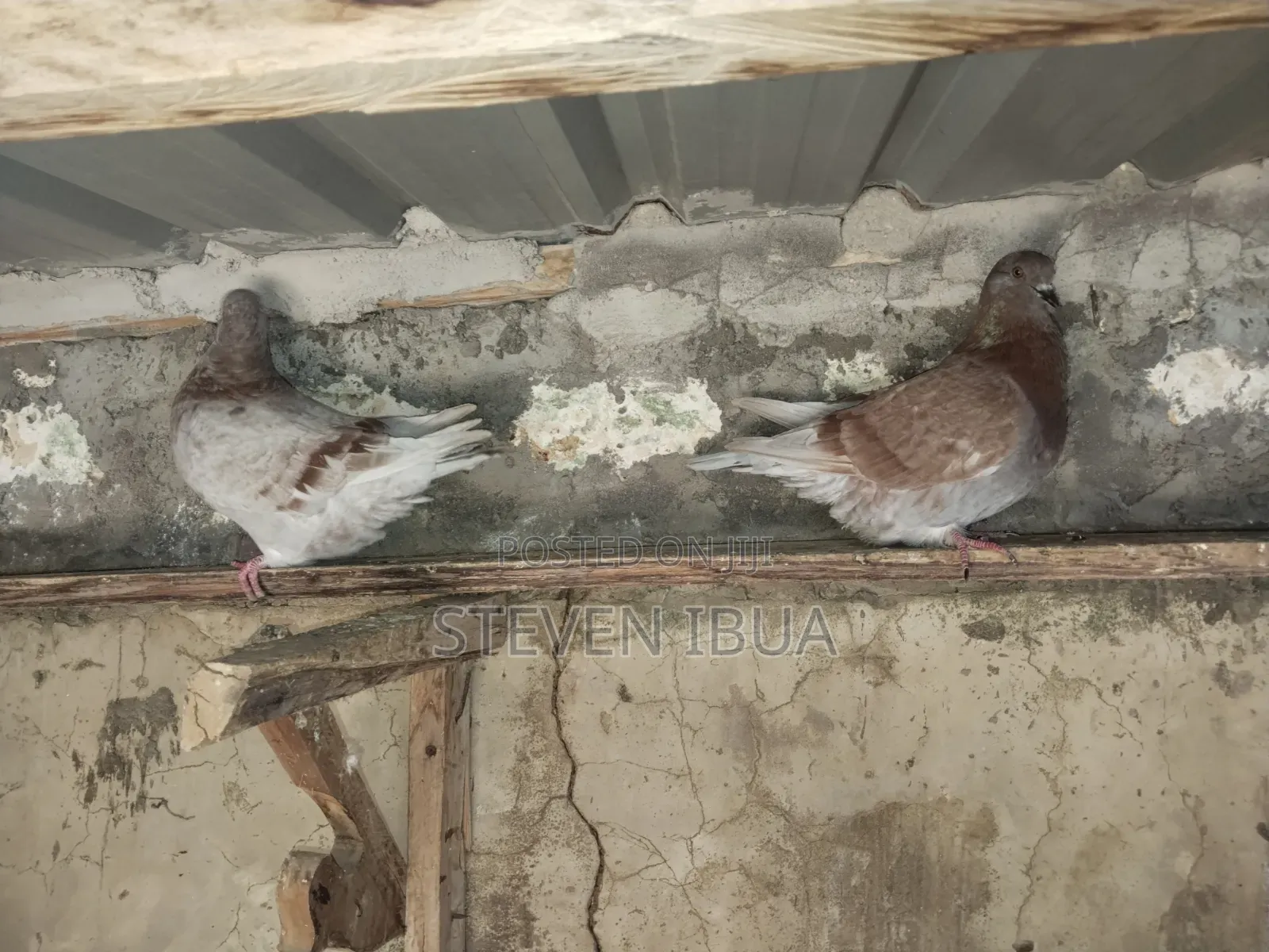 French Mondane Pigeons