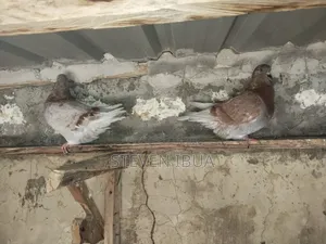 French Mondane Pigeons