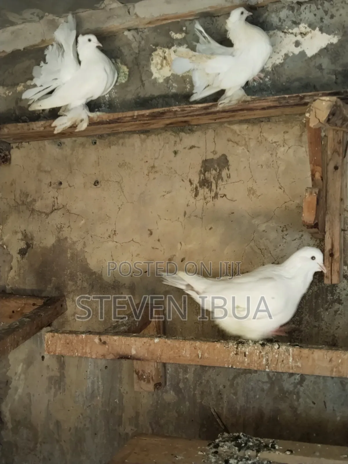 French Mondane Pigeons