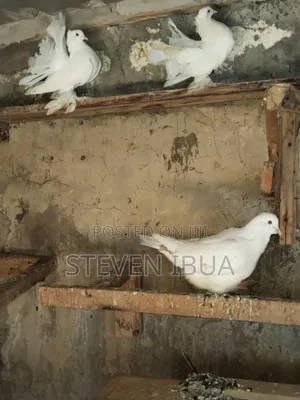 French Mondane Pigeons