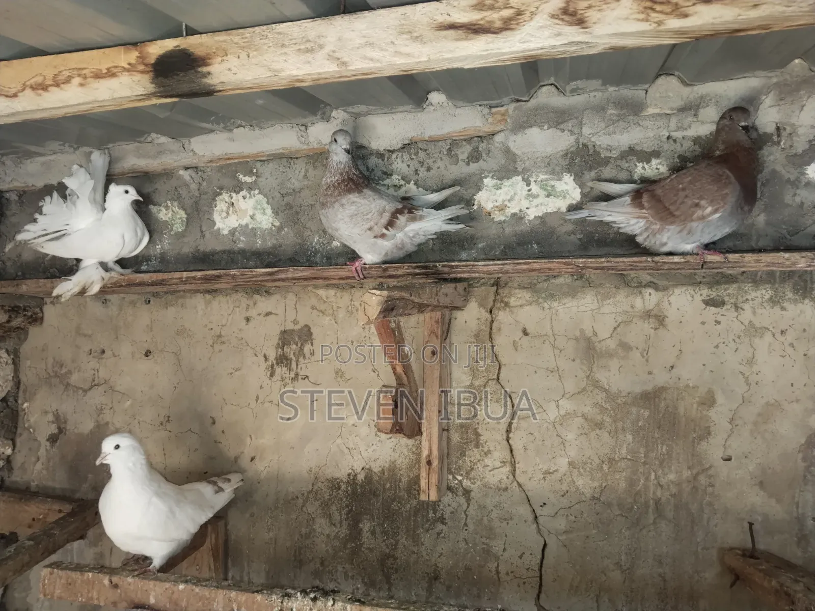 French Mondane Pigeons