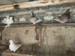 French Mondane Pigeons