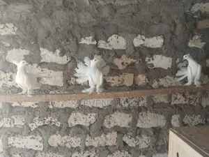 Indian Fantail Pigeons
