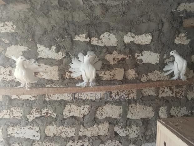 Indian Fantail Pigeons