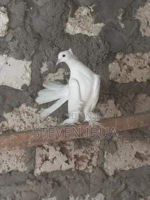 Indian Fantail Pigeons