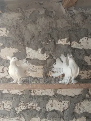 Indian Fantail Pigeons