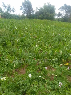 50 by 100 Kwa Haraka