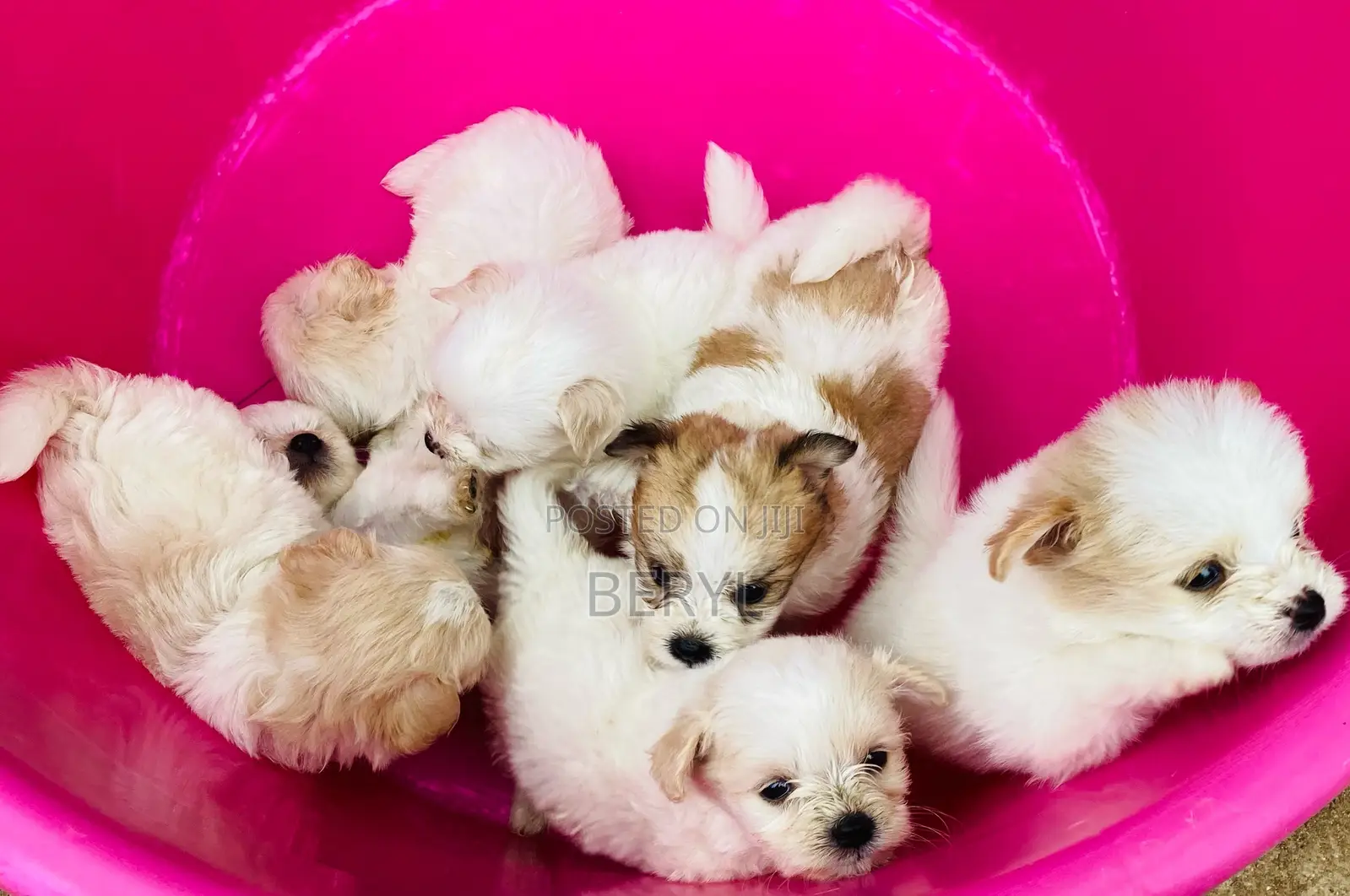 1-3 months Male Mixed Breed Maltese