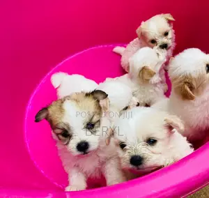 1-3 months Male Mixed Breed Maltese