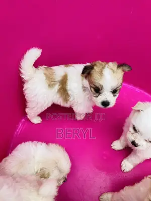 1-3 months Male Mixed Breed Maltese