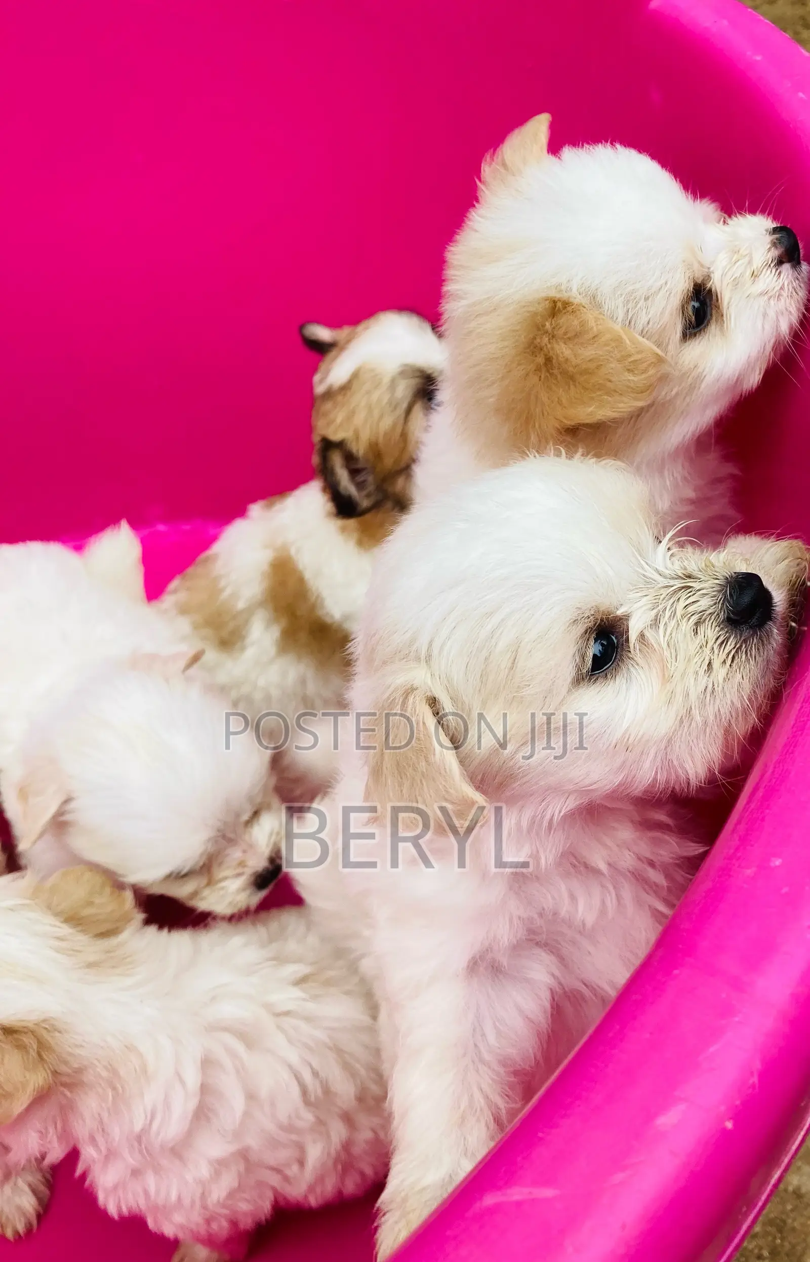 1-3 months Male Mixed Breed Maltese