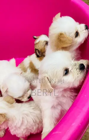 1-3 months Male Mixed Breed Maltese
