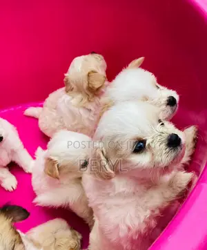 1-3 months Male Mixed Breed Maltese