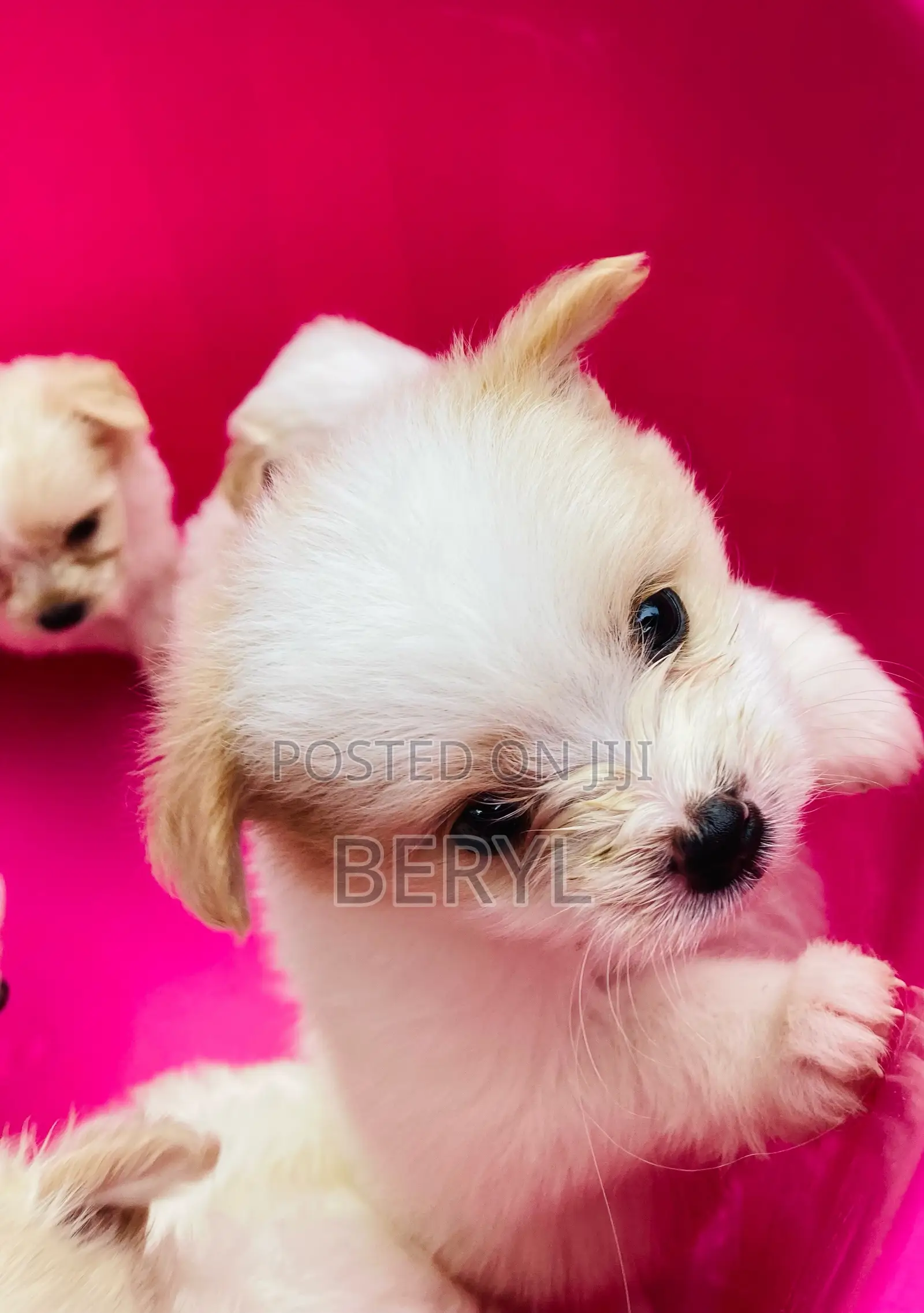 1-3 months Male Mixed Breed Maltese