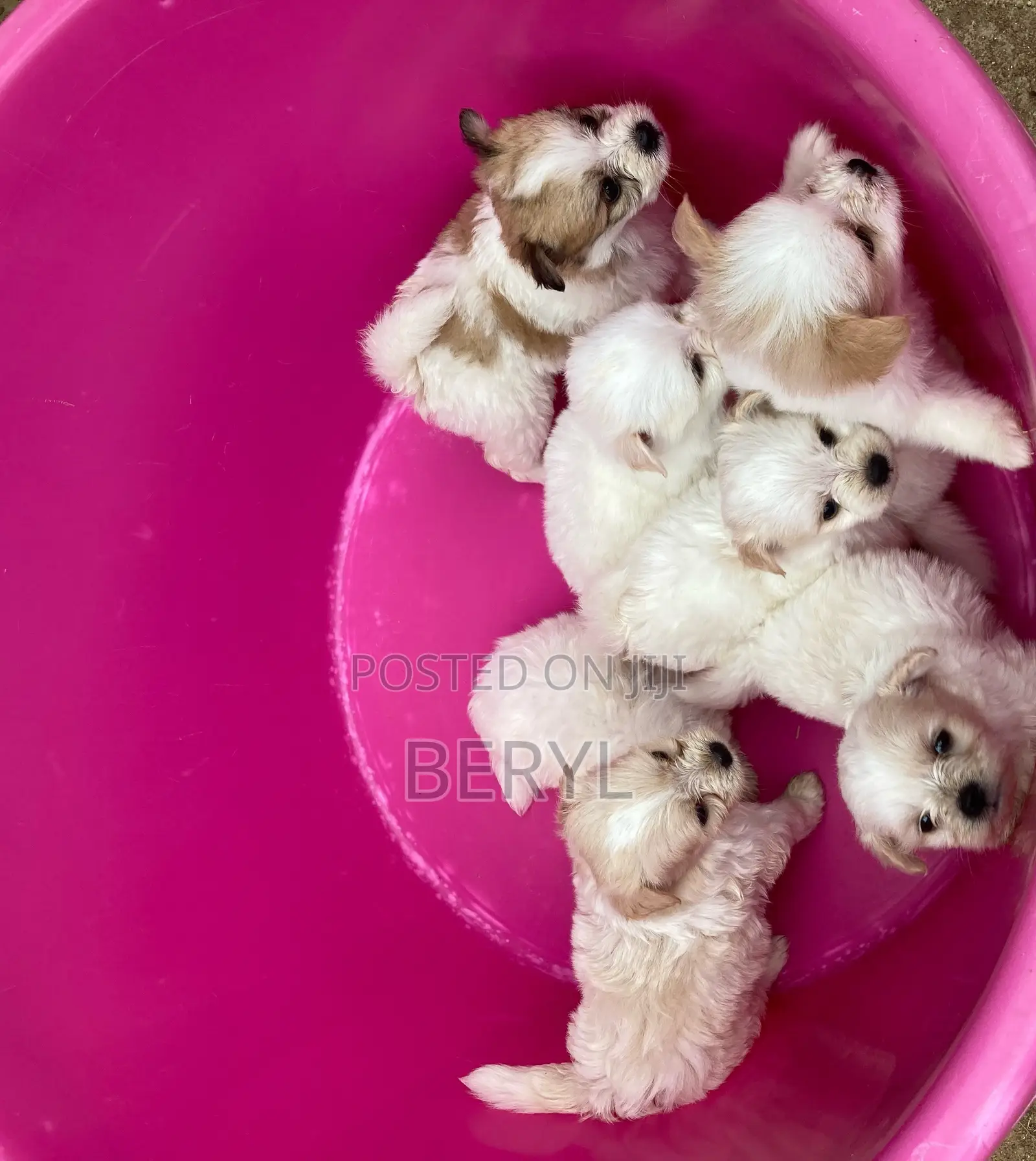 1-3 months Male Mixed Breed Maltese