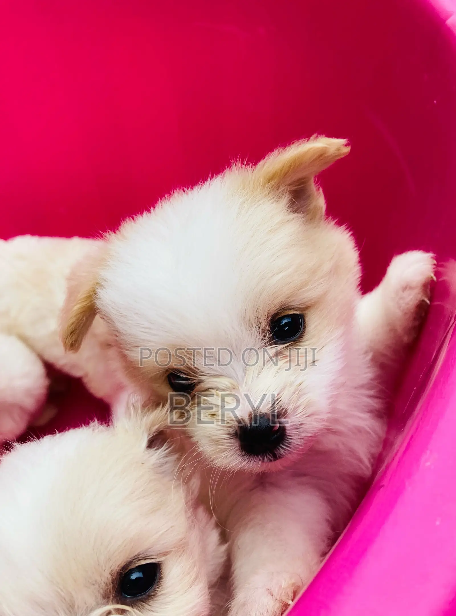 1-3 months Male Mixed Breed Maltese