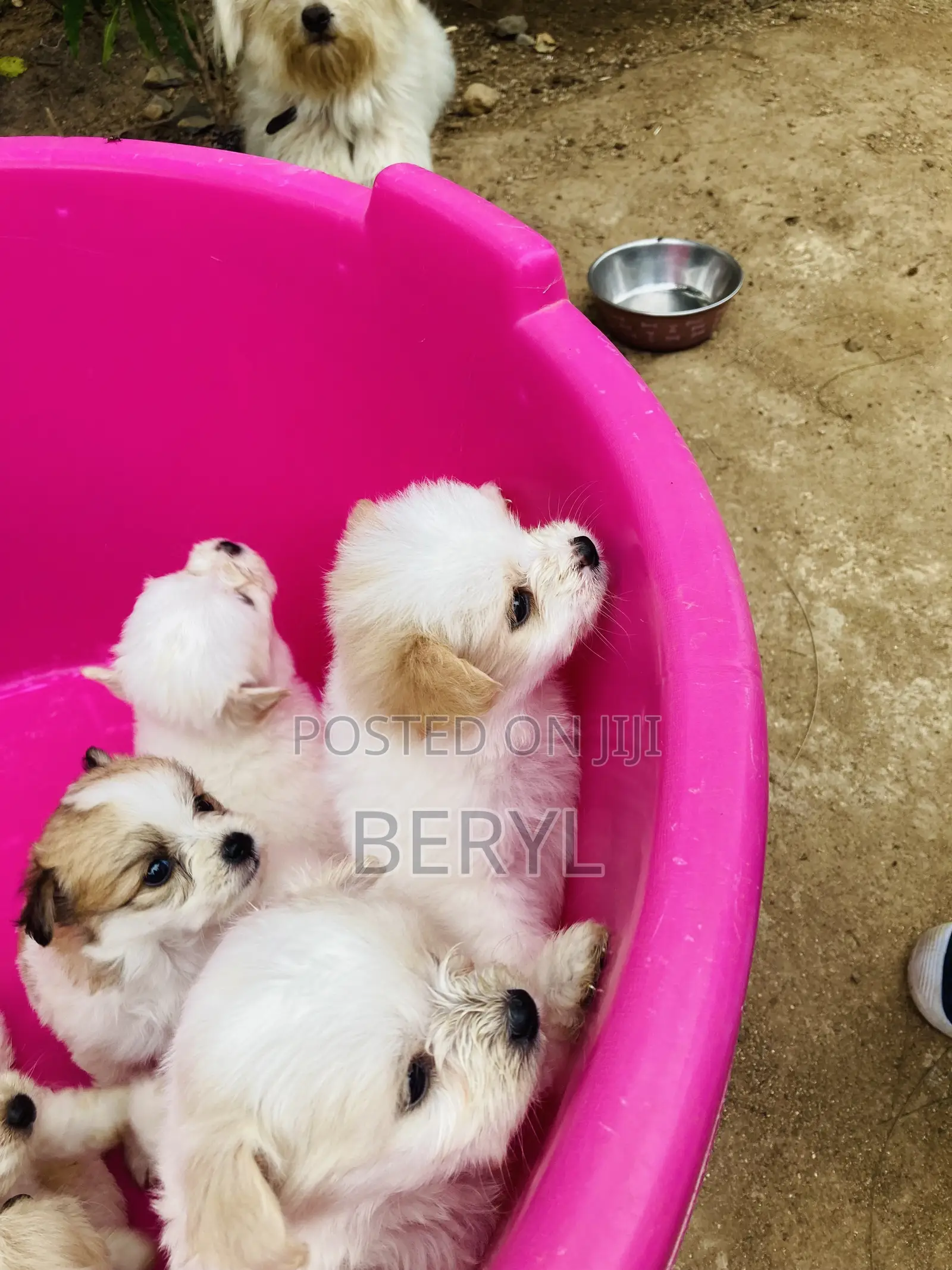 1-3 months Male Mixed Breed Maltese