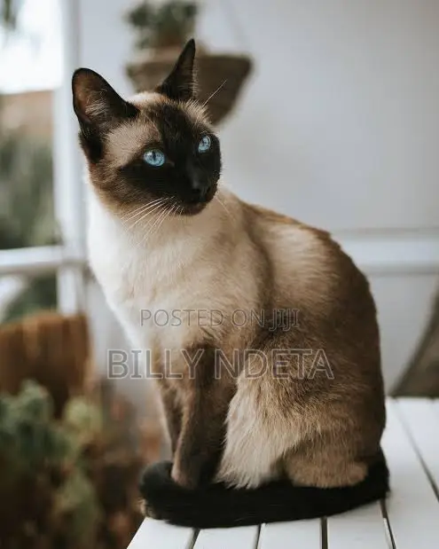 0-1 month Female Mixed Breed Siamese