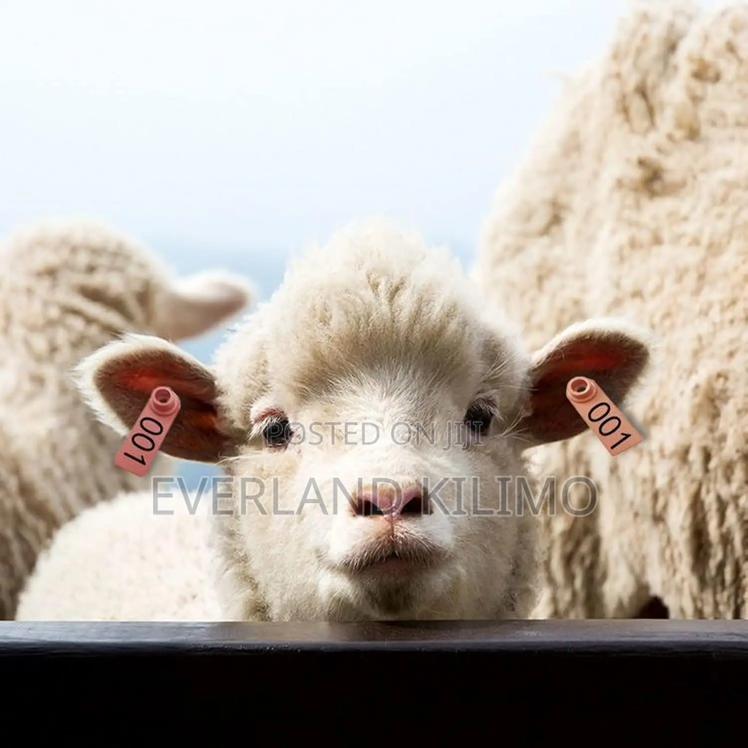 Premium Heat Resistant Ear Tags