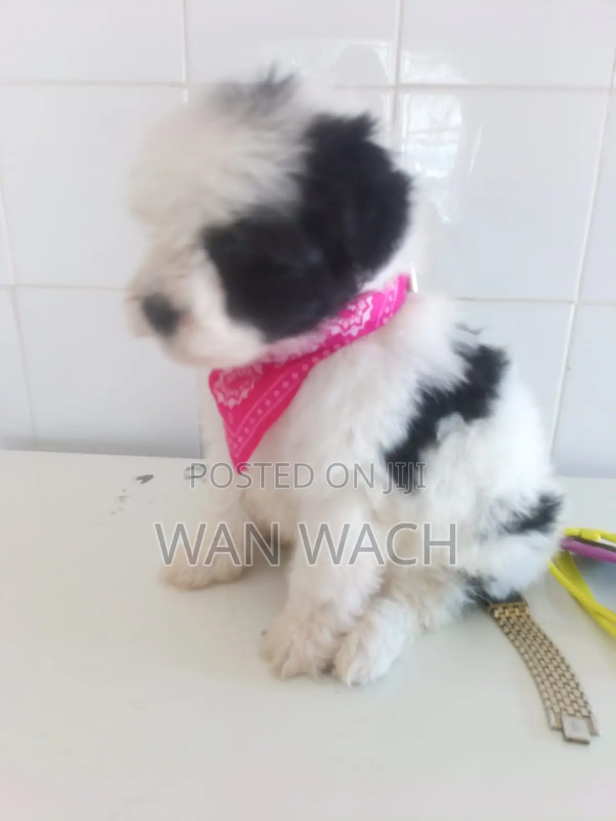 1-3 months Female Mixed Breed Maltipoo