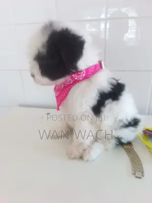 1-3 months Female Mixed Breed Maltipoo