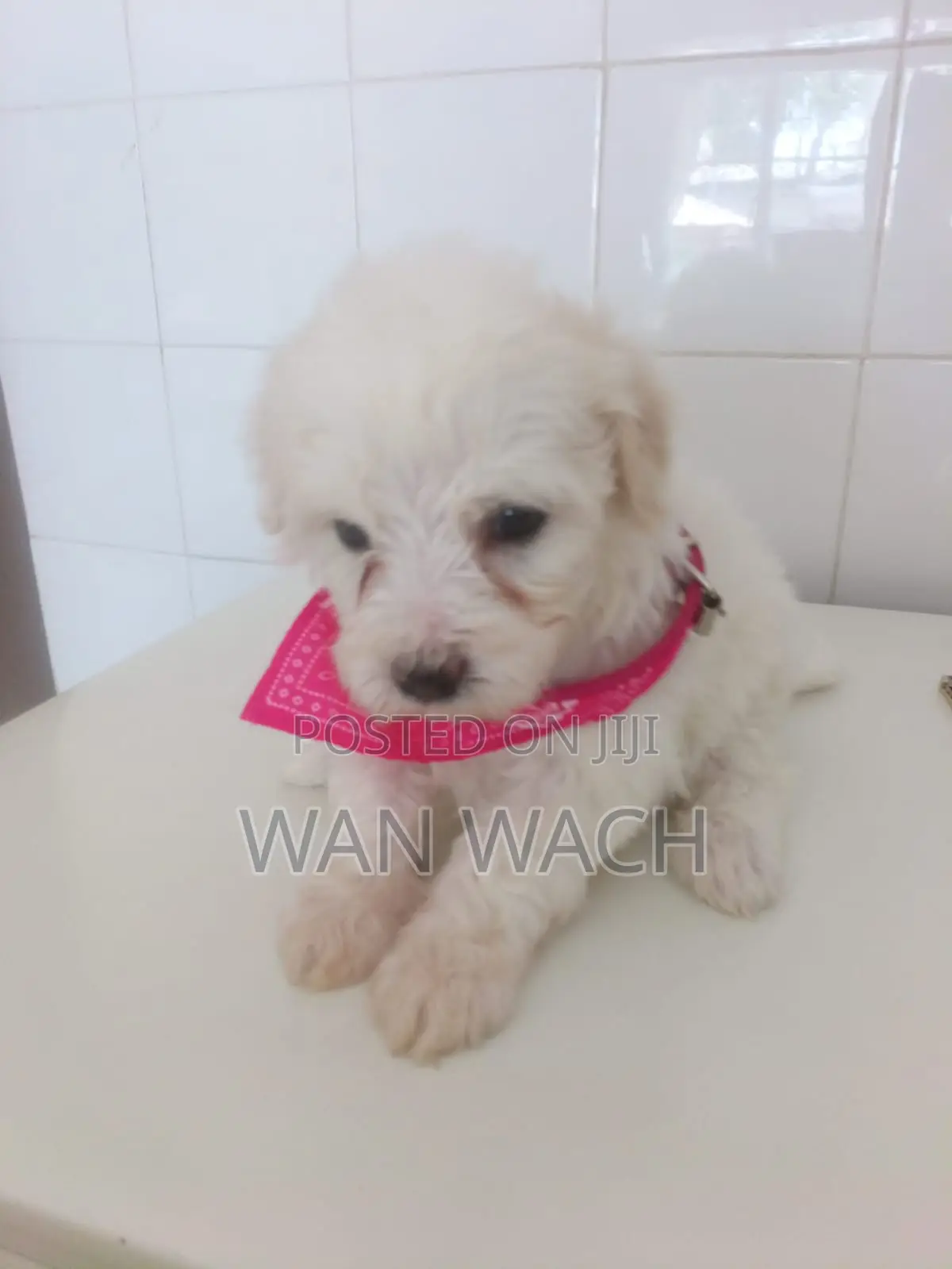 1-3 months Female Mixed Breed Maltipoo