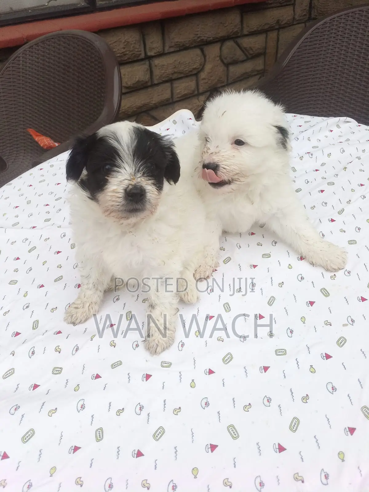 1-3 months Female Mixed Breed Maltipoo