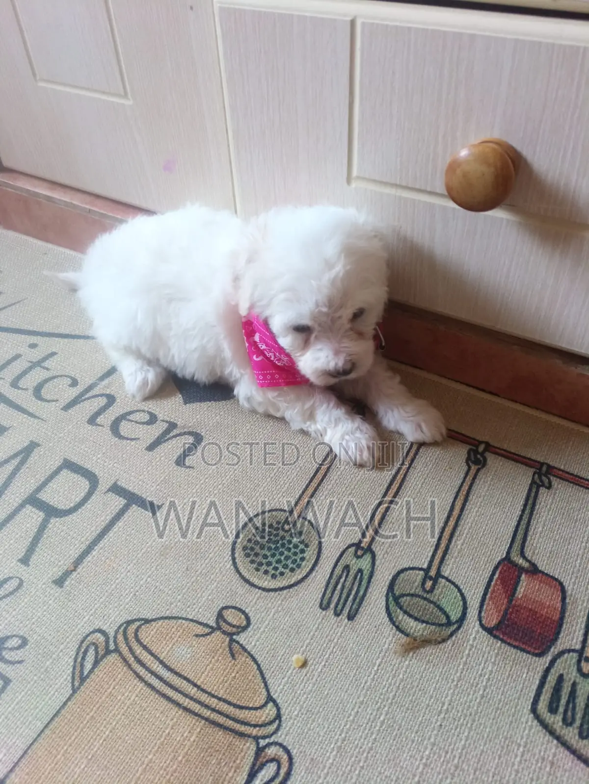1-3 months Female Mixed Breed Maltipoo