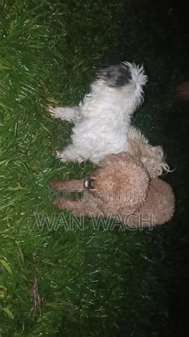 1-3 months Female Mixed Breed Maltipoo