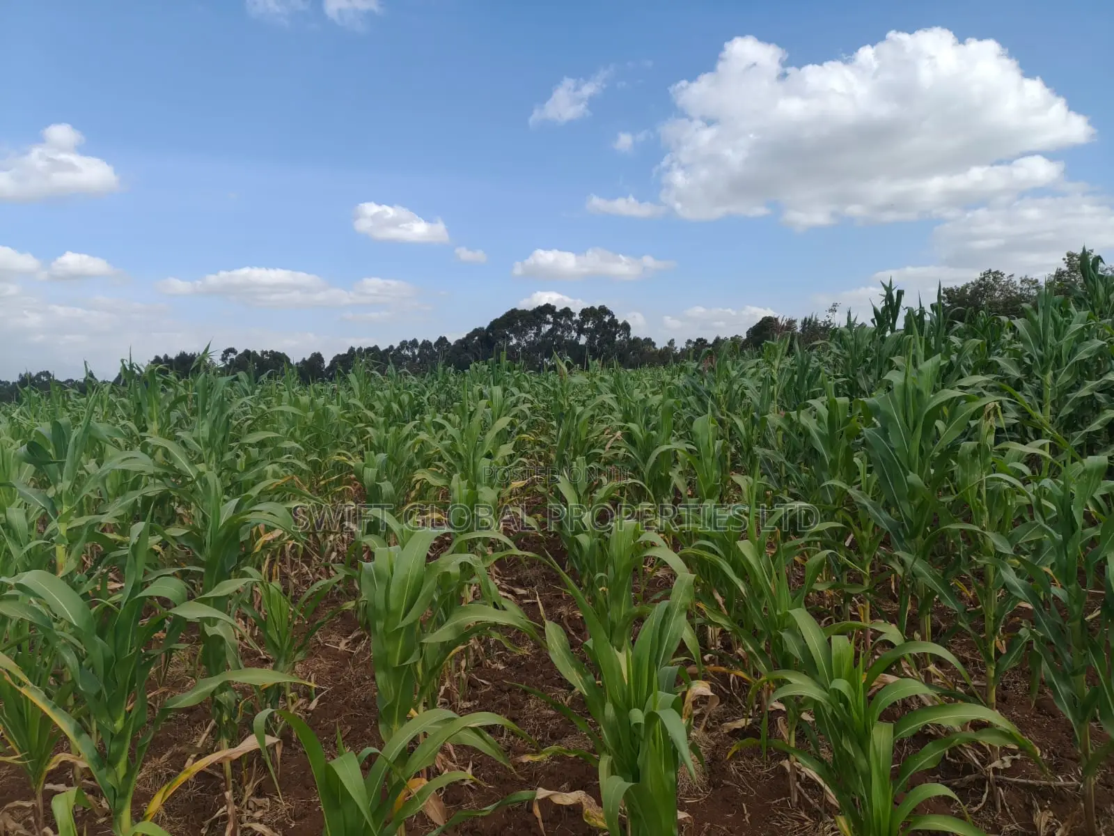 50 Acres With a Borehole Is Available for Lease in Nyandarua Kasuku