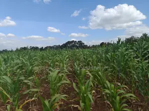 50 Acres With a Borehole Is Available for Lease in Nyandarua Kasuku