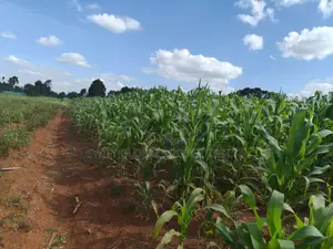 50 Acres With a Borehole Is Available for Lease in Nyandarua Kasuku