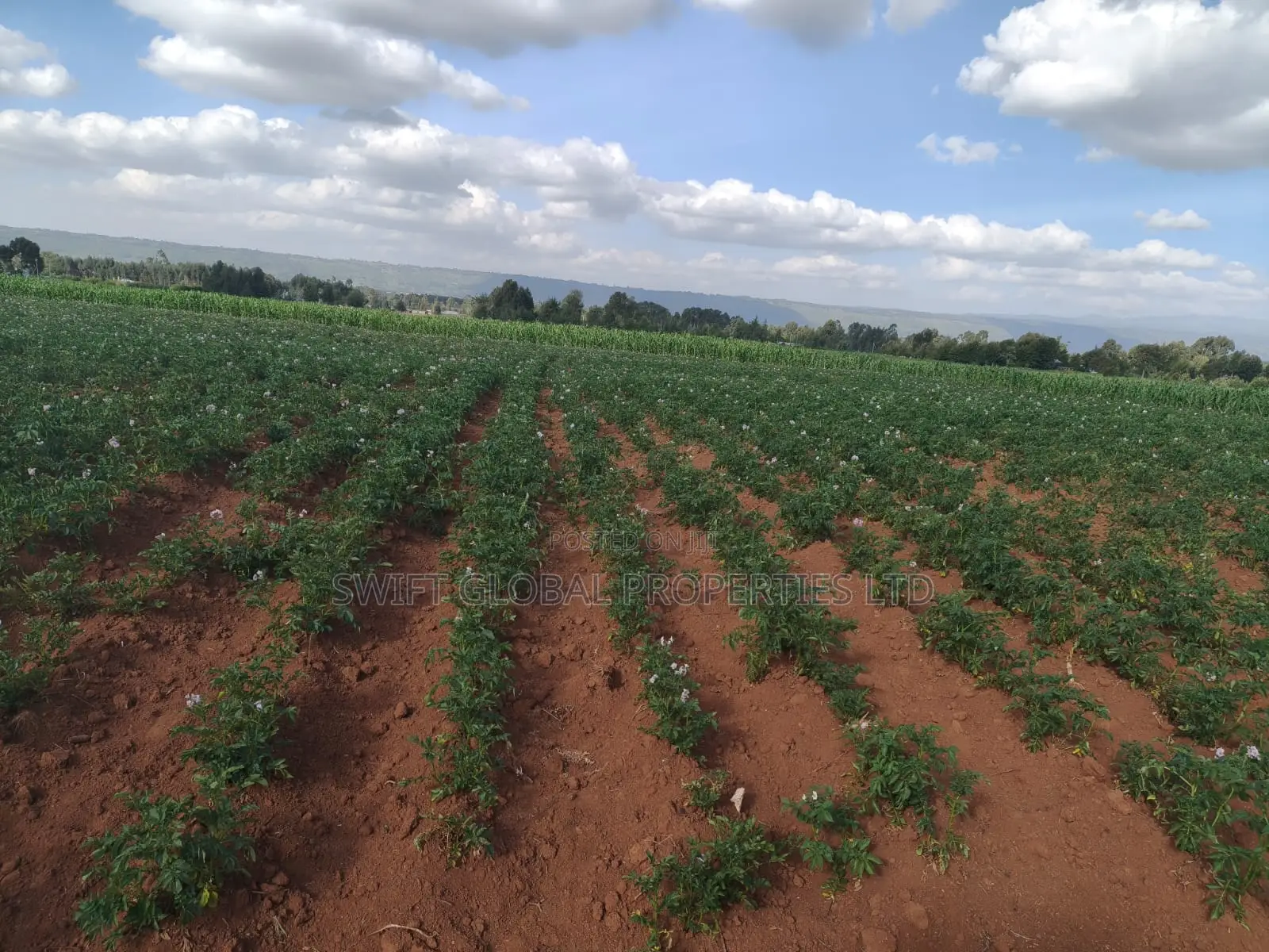 50 Acres With a Borehole Is Available for Lease in Nyandarua Kasuku