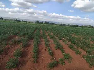 50 Acres With a Borehole Is Available for Lease in Nyandarua Kasuku