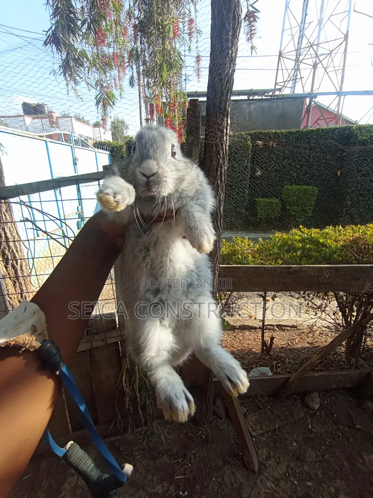 Bunnies for Sale