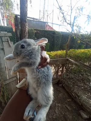 Bunnies for Sale