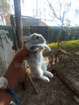 Bunnies for Sale