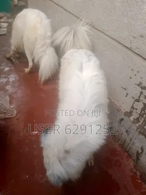 1+ year Male Mixed Breed Japanese Chin