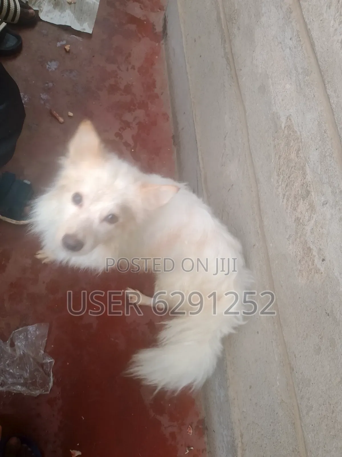 1+ year Male Mixed Breed Japanese Chin