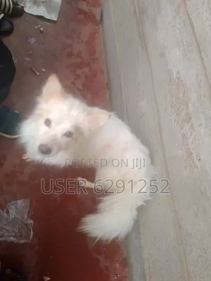 1+ year Male Mixed Breed Japanese Chin