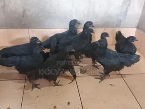 Ayam Cemani Male Chicks