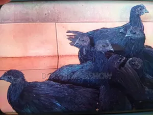 Ayam Cemani Female Chicks