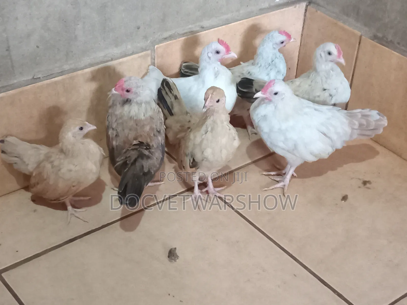 Serama Chicks for Sale