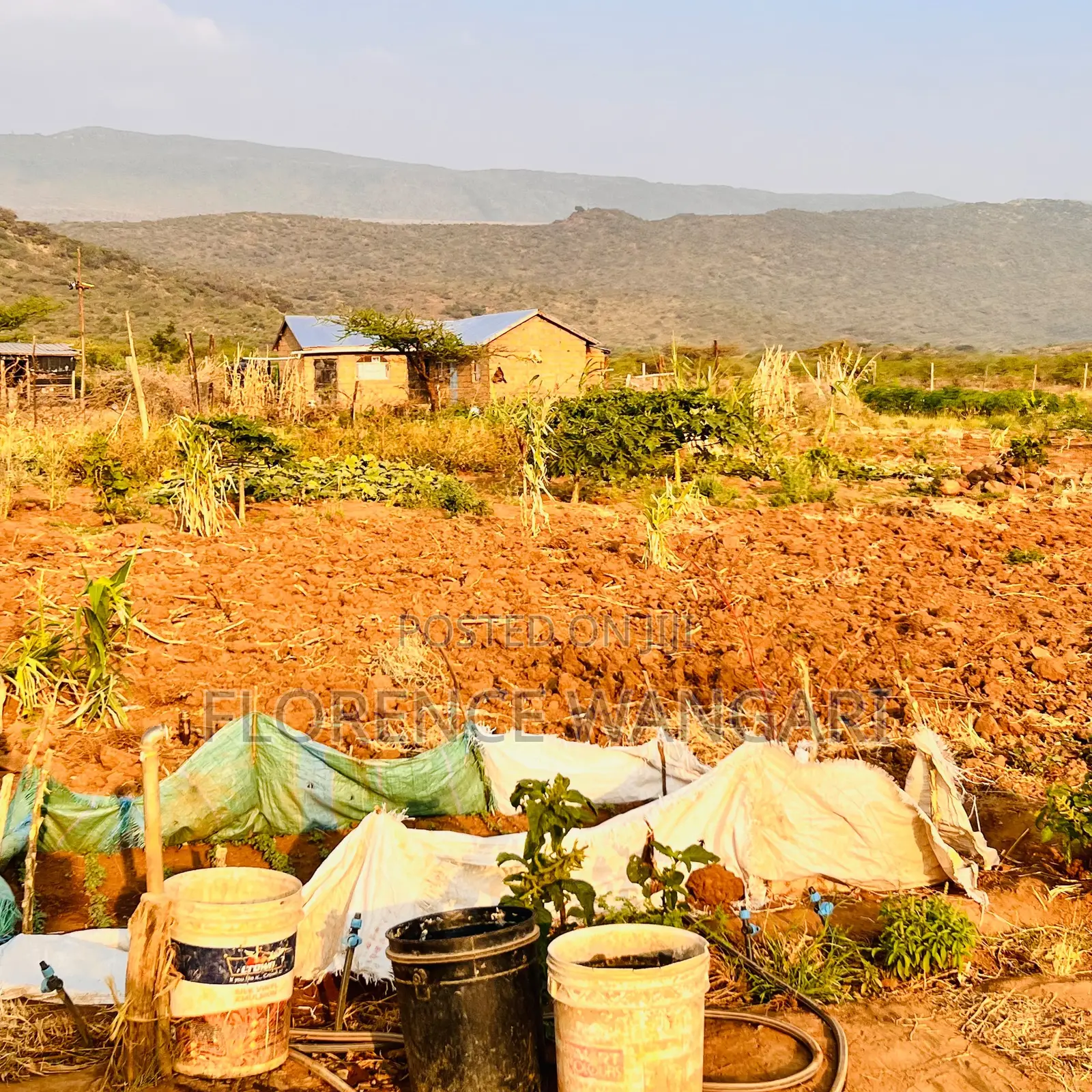 50*100 Plots for Sale in Nguirubi Thigio at