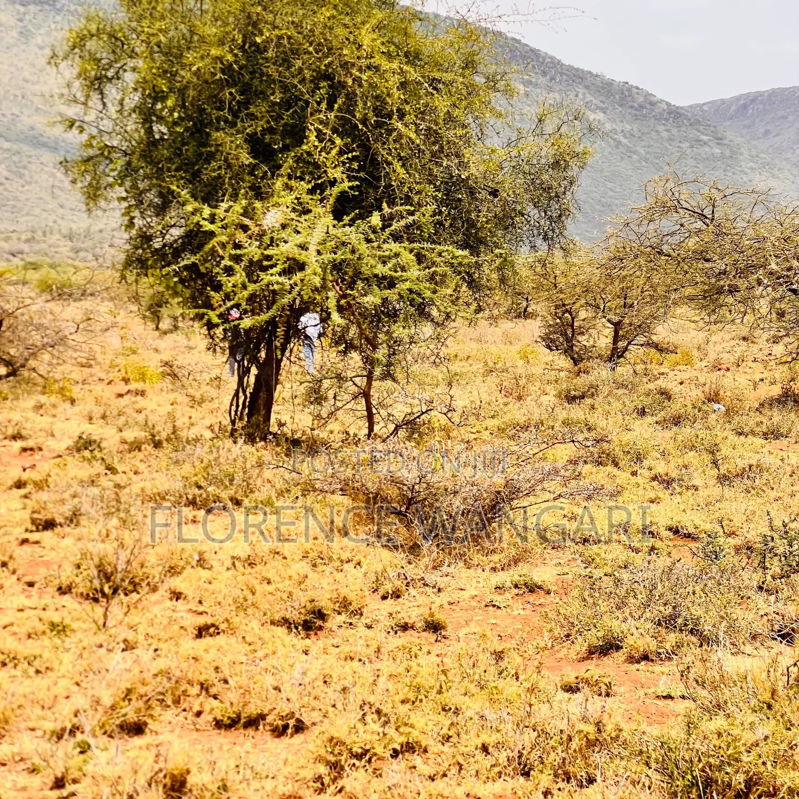 50*100 Plots for Sale in Nguirubi Thigio at
