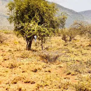 50*100 Plots for Sale in Nguirubi Thigio at