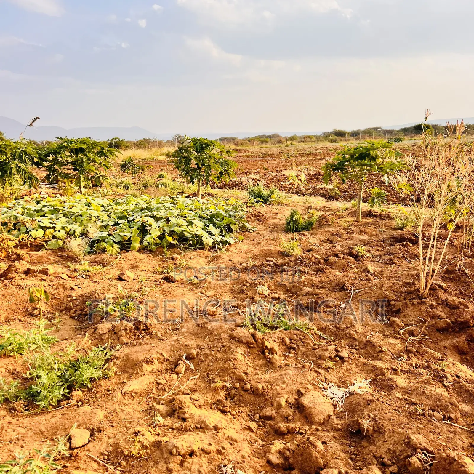 50*100 Plots for Sale in Nguirubi Thigio at